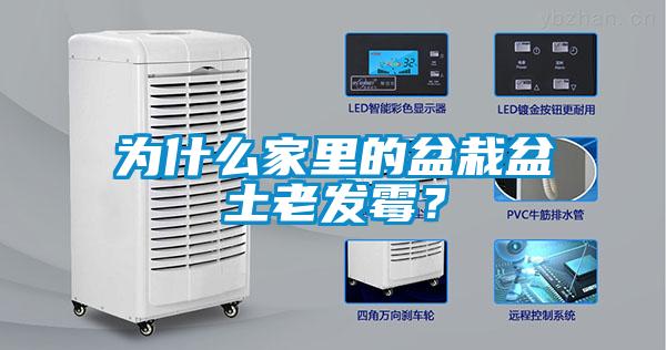 為什么家里的盆栽盆土老發(fā)霉？