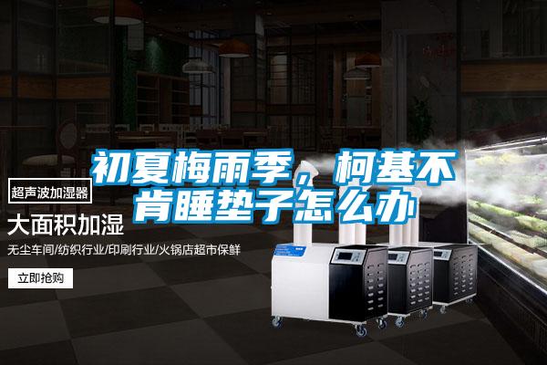 初夏梅雨季，柯基不肯睡墊子怎么辦