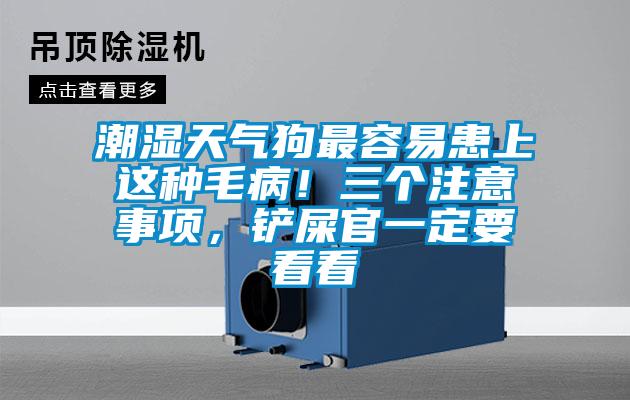 潮濕天氣狗最容易患上這種毛?。∪齻€注意事項(xiàng)，鏟屎官一定要看看
