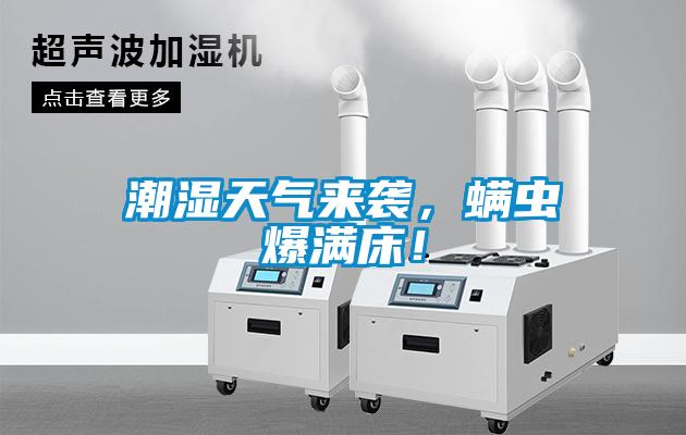 潮濕天氣來襲，螨蟲爆滿床！