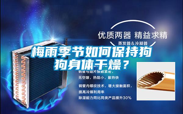 梅雨季節(jié)如何保持狗狗身體干燥？