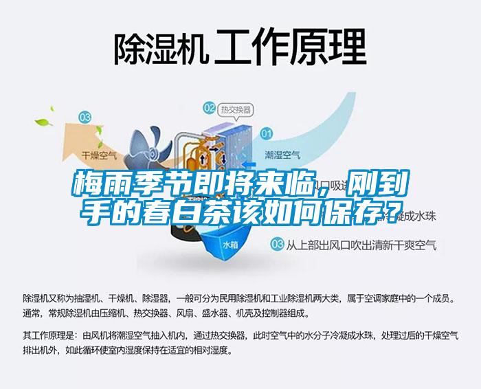 梅雨季節(jié)即將來臨，剛到手的春白茶該如何保存？