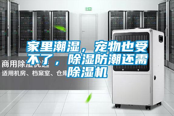 家里潮濕，寵物也受不了，除濕防潮還需除濕機